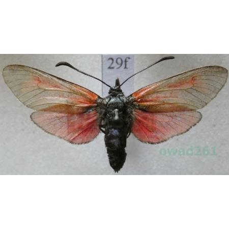 Zygaena osterodensis Reiss, 1921 Czech29f